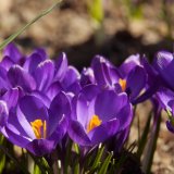 crocus
