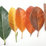 shutterstock_1198814677