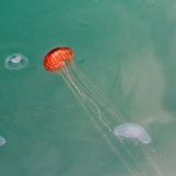 shutterstock_1416013988
