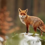 shutterstock_1163619004