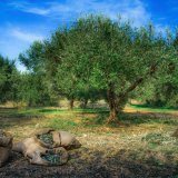 shutterstock_520632013