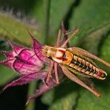 ch0070f1_poecilimon_veluchianus_minor_598_k