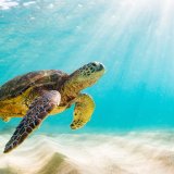 shutterstock_1453313555