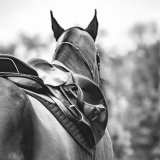 shutterstock_1625205661