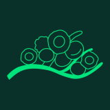 boehringer