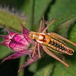 ch0070f1_poecilimon_veluchianus_minor_598_k